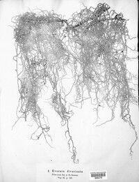 Evernia divaricata image